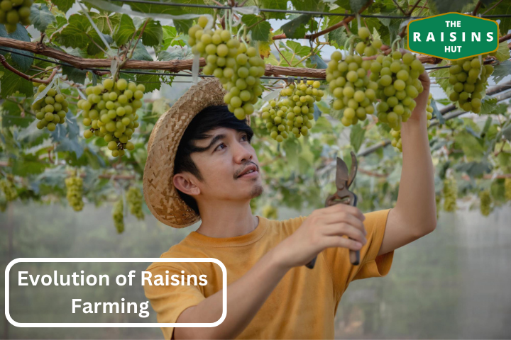 The History and Evolution of Raisin Production From Ancient Times to