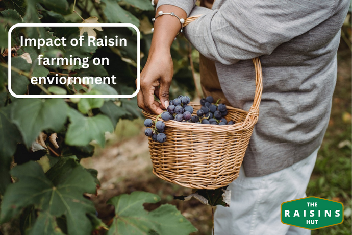 The Environmental Impact of Different Methods of Raisin Production: Identifying the Most Sustainable Options