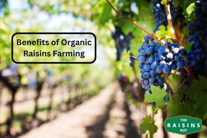 The Environmental Benefits of Organic Raisin Production