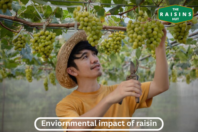 The Environmental Impact of Raisin Production: A Closer Look at Carbon Footprint and Water Usage