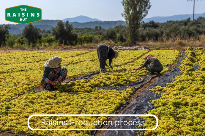 Uncovering the Production Process of Raisins: A Behind-the-scenes Look by The Raisins Hut